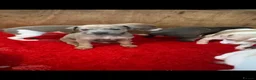 Italian Greyhound dogs for sale: Stunning Italian Greyhound Puppies - Advert 8
