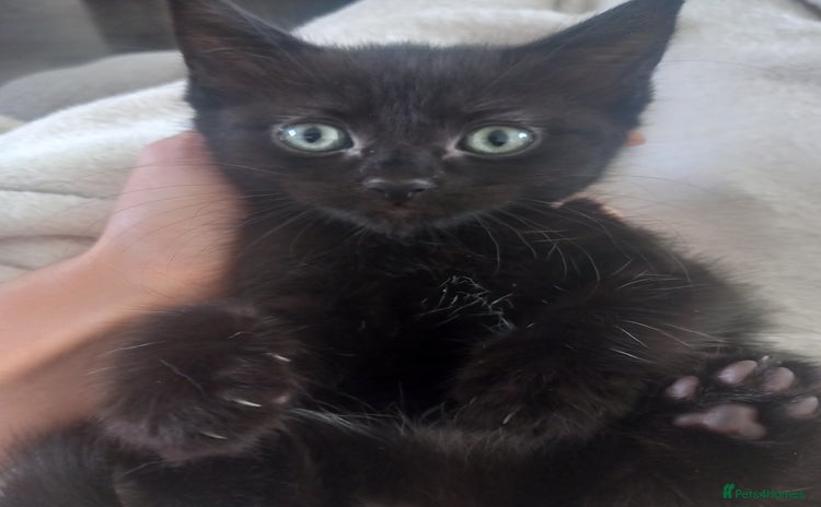 Domestic Shorthair cats - Advert 3