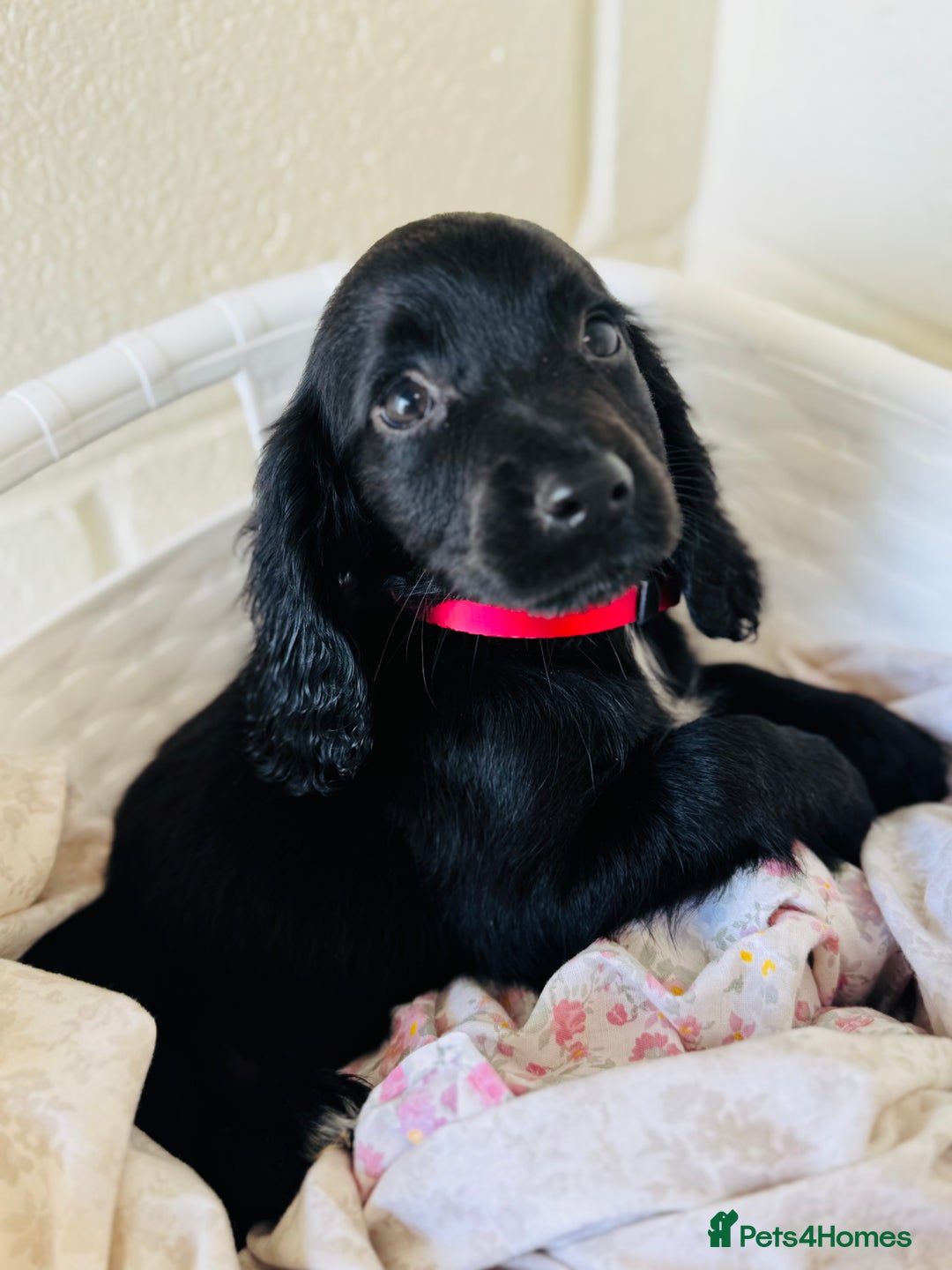 Cocker Spaniel dogs for sale: Beautiful cocker spaniels puppies for sale - Image 23