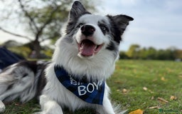 Border Collie dogs for stud: Blue Merle Border Collie Looking for Girlfriend - Image 10