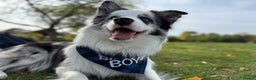 Border Collie dogs for stud: Blue Merle Border Collie **Stud** - Advert 10