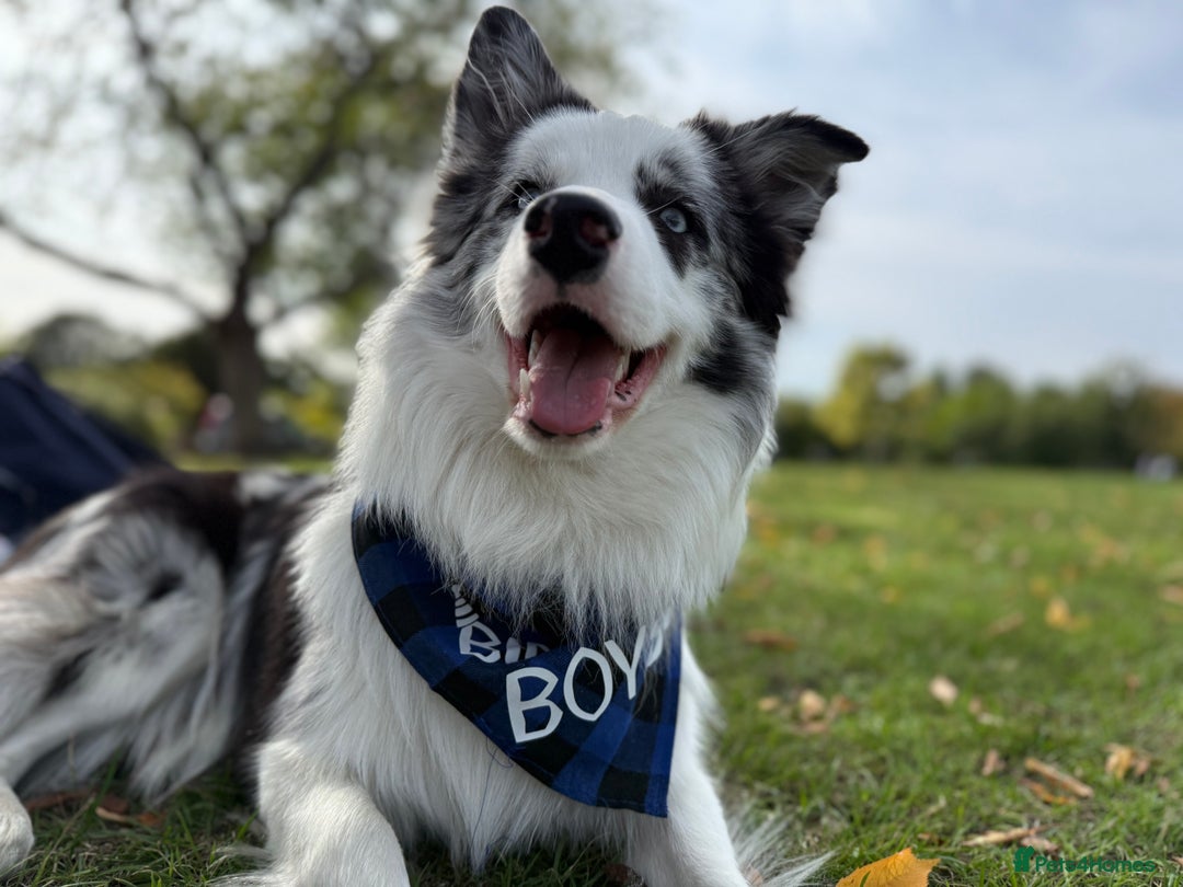 Border Collie dogs for stud: Blue Merle Border Collie Looking for Girlfriend - Image 10