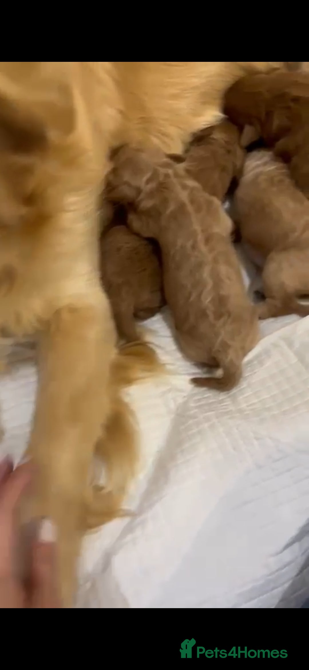 Mixed Breed dogs for sale: GoldenDoodles puppies  - Image 15