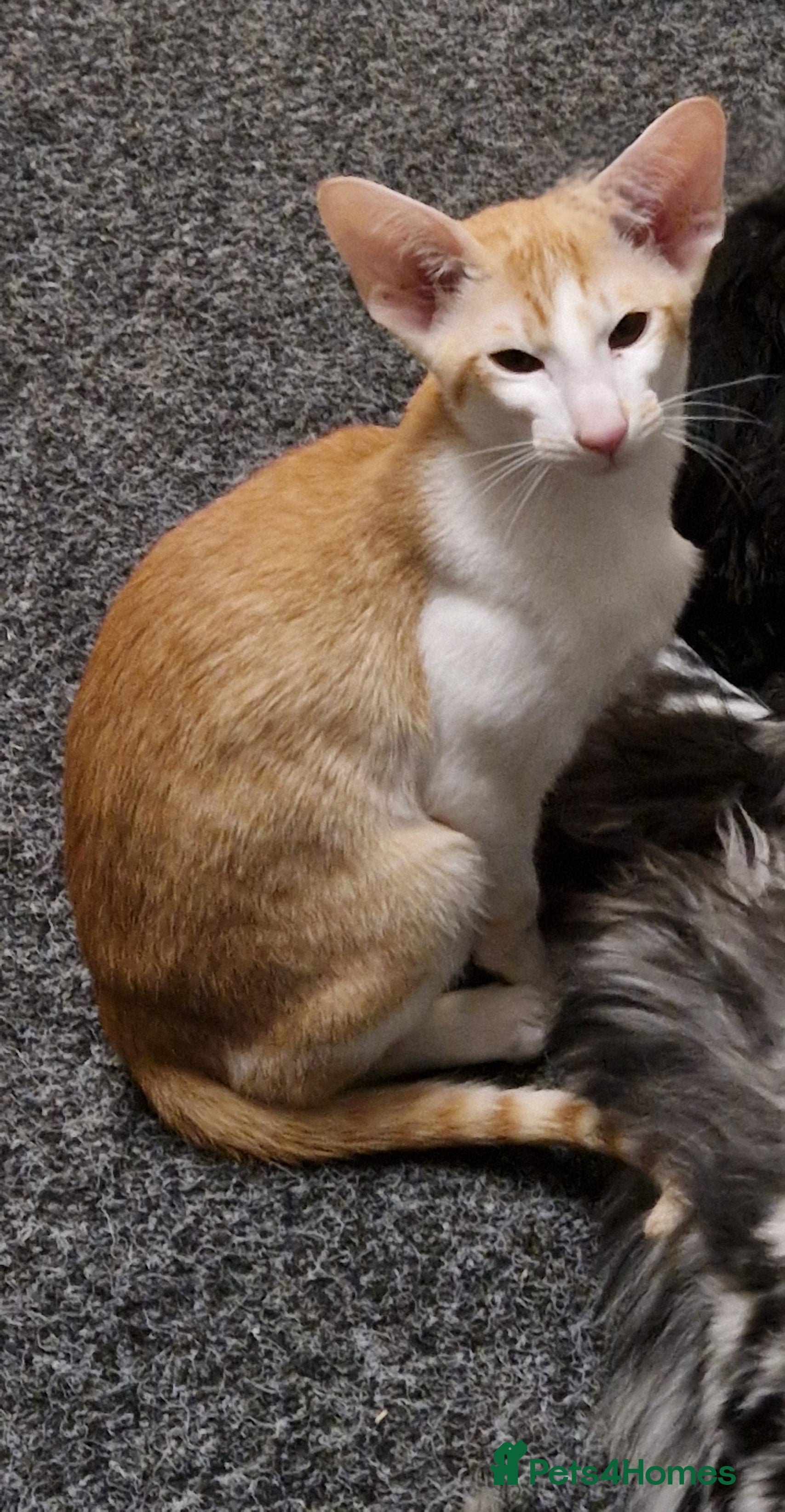 Oriental cats Reduced 1 Female bi-colour kittens for sale - Advert 15