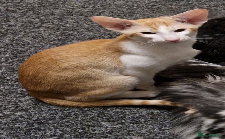 Oriental cats - Advert 1