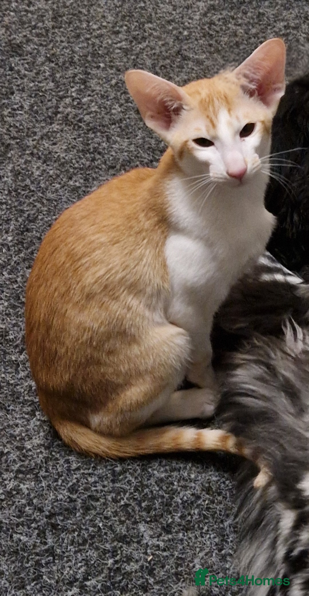 Oriental cats for sale: 1 Female bi-colour kittens for sale - Image 1