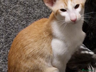 Oriental cats - Advert 4