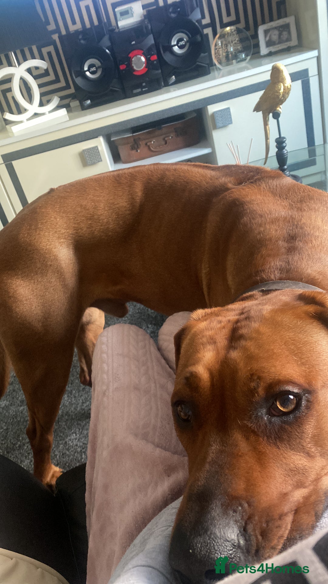 Rhodesian Ridgeback dogs for sale: Rhodesian ridgeback  - Image 6