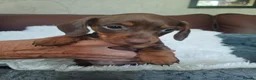 Dachshund dogs for sale: 🐶🐶 Beautiful Minature Dachshund Babies ! 🐶🐶 - Advert 3