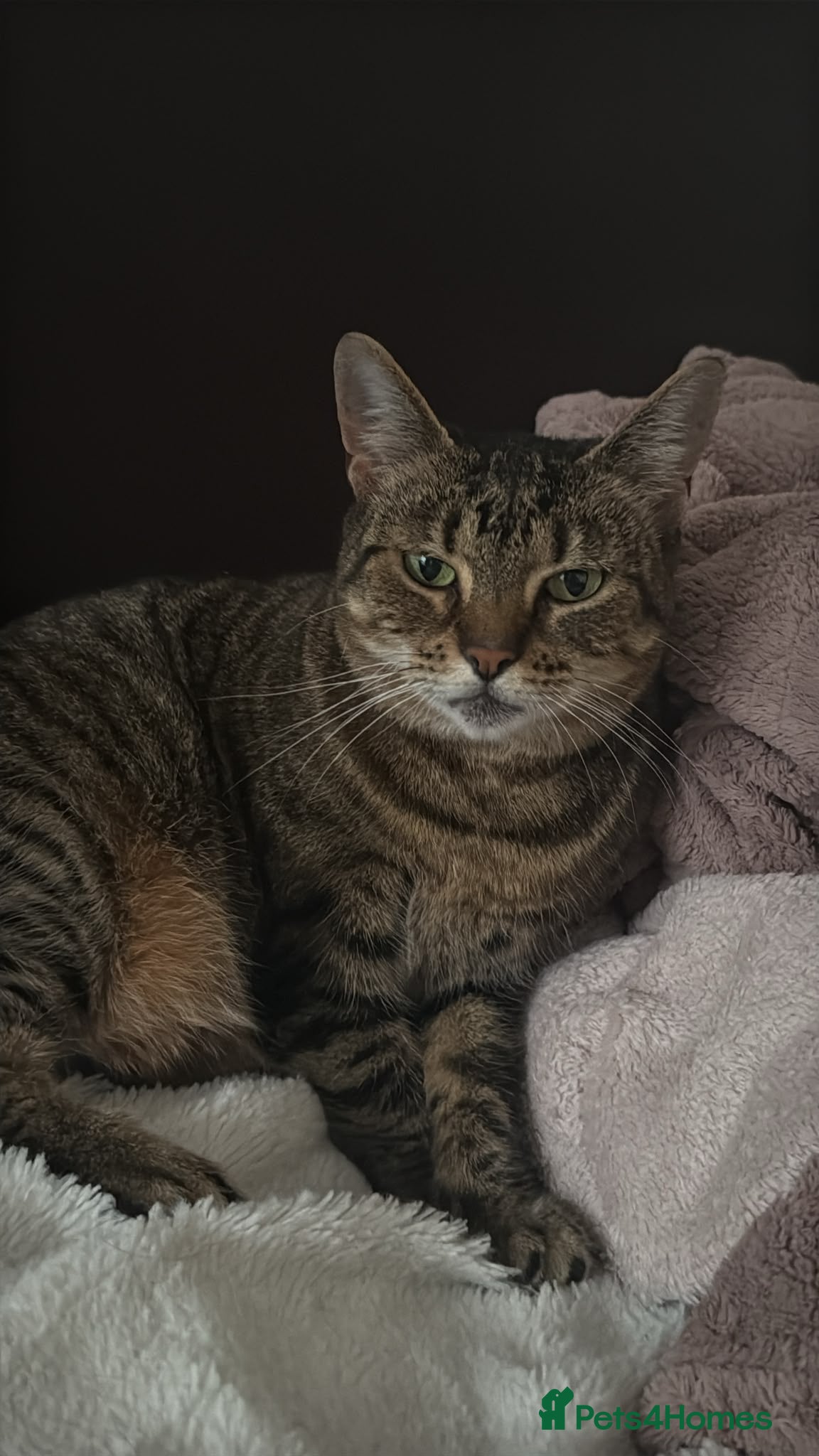 Mixed Breed cats Beautiful cat looking for loving home  - Advert 8