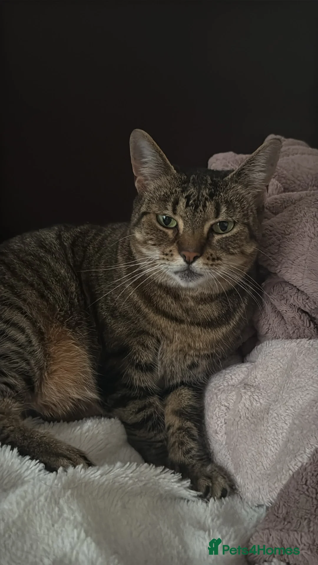 Mixed Breed cats for sale: Beautiful cat looking for loving home  in Isleworth - Advert 1
