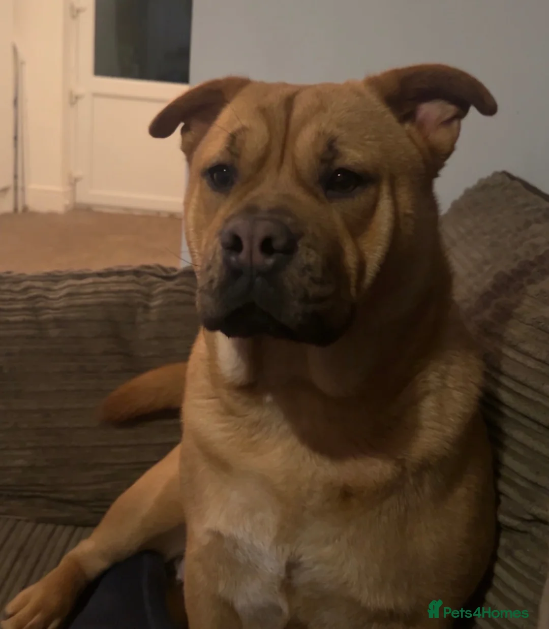 Mixed Breed dogs for sale: Peach- chow chow x mini bulldog in Grimsby - Advert 2