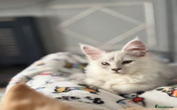 Maine Coon cats for sale: Outstanding TICA reg Shaded Maine Coon Kittens - Image 31