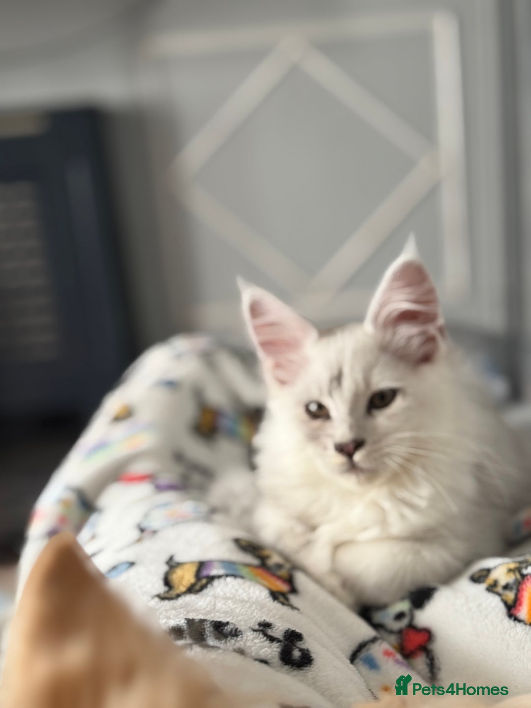 Maine Coon cats for sale: Outstanding TICA reg Shaded Maine Coon Kittens - Image 31