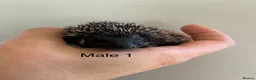 Pygmy Hedgehog rodents for sale: Gorgeous litter for Sale!  - Advert 2