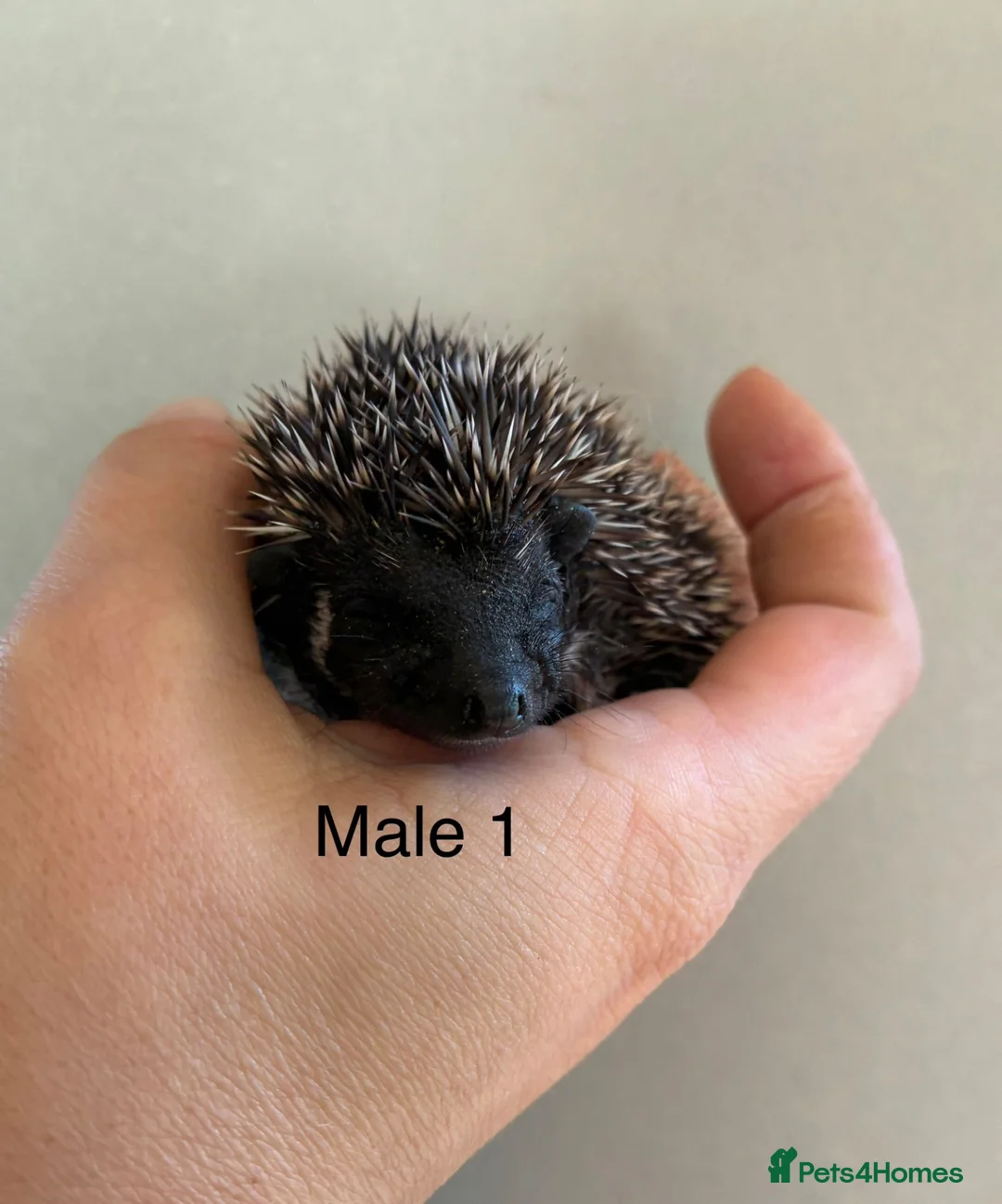 Pygmy Hedgehog rodents for sale: Gorgeous litter for Sale!  - Advert 2