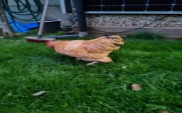 Chickens poultry for sale: Pekin Bantam - Image 2