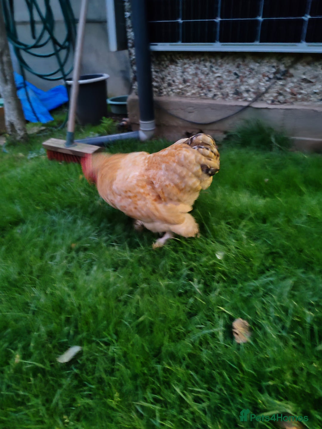 Chickens poultry for sale: Pekin Bantam - Image 2
