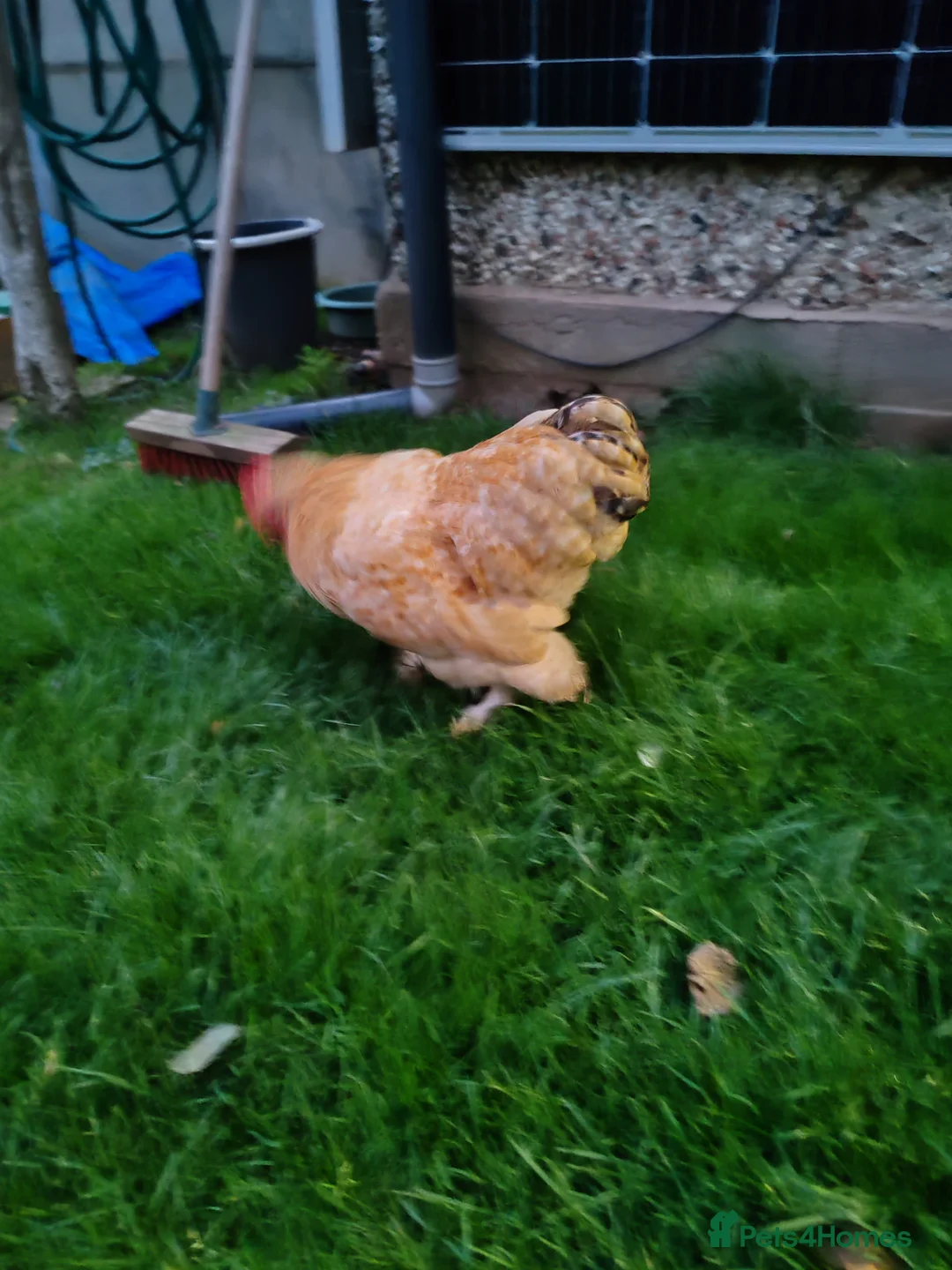 Chickens poultry for sale: Pekin Bantam - Advert 2