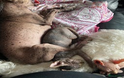 Sphynx cats for sale: Sphynx kittens  - Image 5
