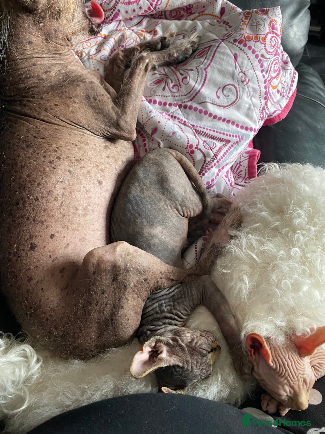 Sphynx cats for sale: Sphynx kittens  - Image 5