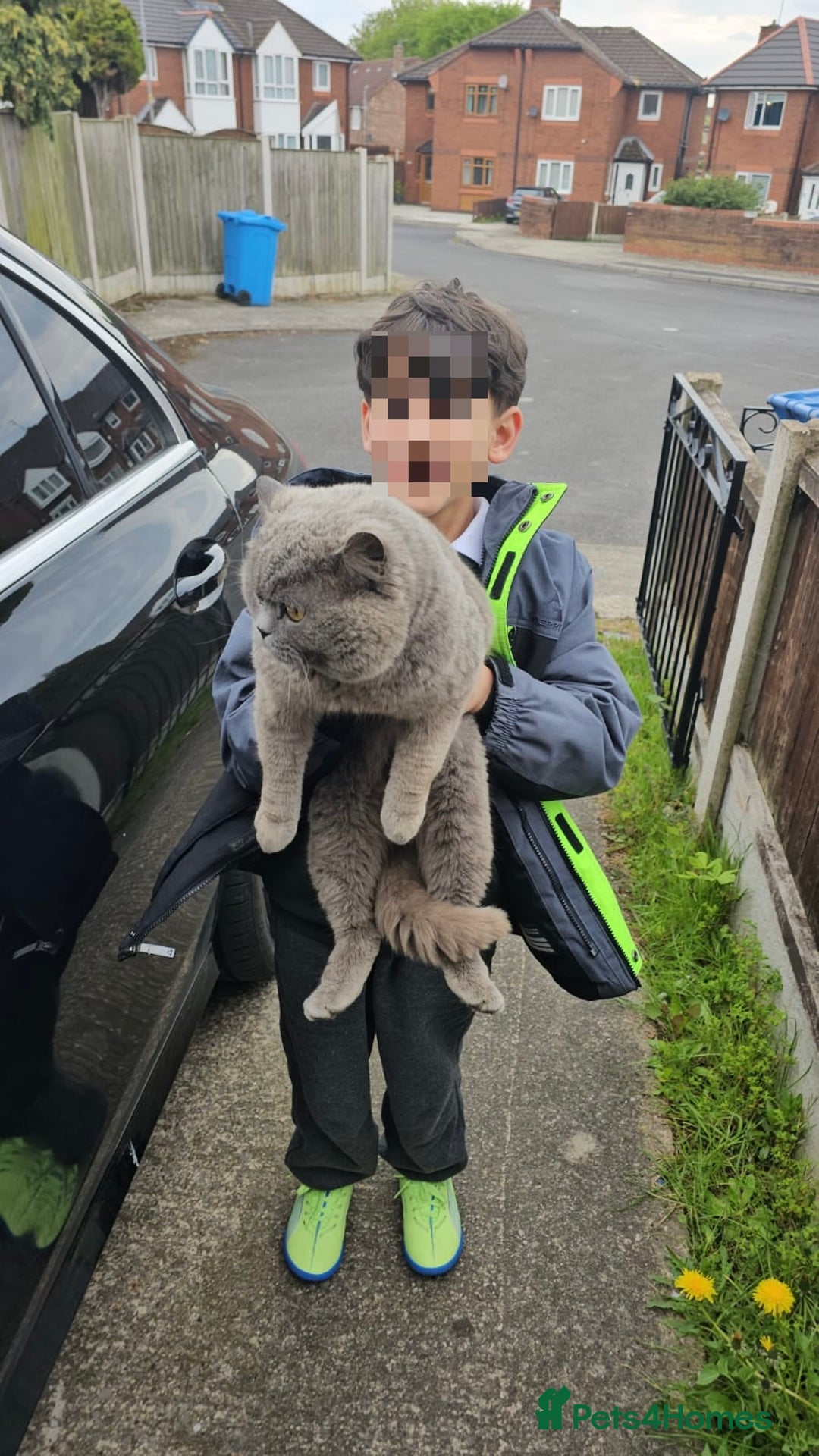 British Shorthair cats for sale: British blue short hair  - Image 4