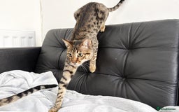 Savannah cats for sale: Three beautiful F5 SBT Savannah sisters - Advert 16