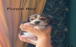 Beagle dogs for sale: Purebred Beagle Puppies – 4 Boys & 2 Girls - Image 8