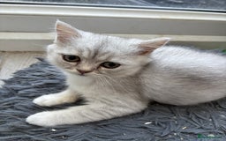 Persian cats for sale: Outstanding litter of Persian x kittens,  - Image 18