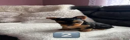 Yorkshire Terrier dogs for sale: Beautiful Female Yorkshire Terrier Puppies 🐶 in Tipton - Advert 12