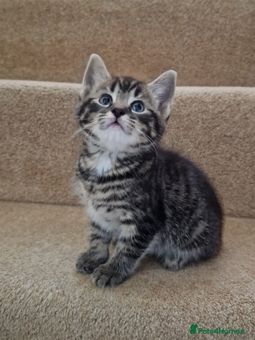 Mixed Breed cats for sale: Cute kittens  - Advert 1