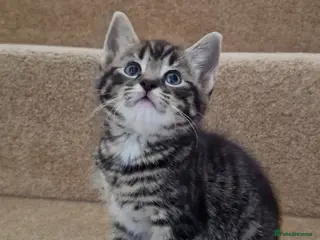 Mixed Breed cats Cute kittens - Advert 5