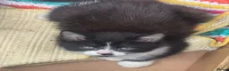 Mixed Breed cats for sale:  5 Adorable Kittens for Sale  - Advert 6