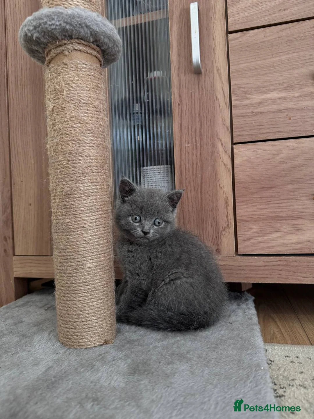 British Shorthair cats for sale: Vaccinated&Ready to Leave BritishShorthair Kittens - Advert 16