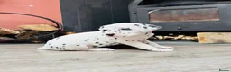 Dalmatian dogs for sale: Dalmatian puppies (5 males and 2 bitches) - Advert 10