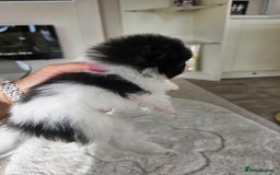 Pomeranian dogs for sale: Russian pomeranian  - Image 4