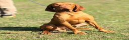 Hungarian Vizsla dogs for sale: The Golden Hearted Guardians Chapter🥈 - Advert 13