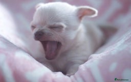 Chihuahua dogs for sale: Kc Registered Quality chihuahua puppies  - Image 6