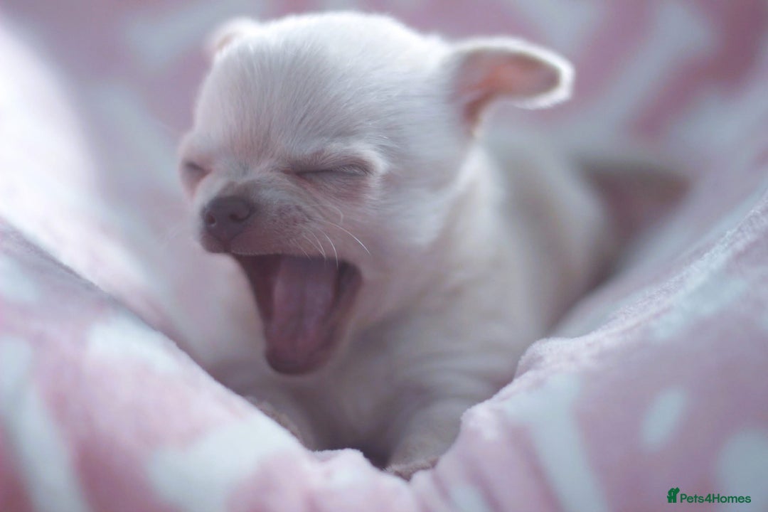 Chihuahua dogs for sale: Kc Registered Quality chihuahua puppies  - Image 6