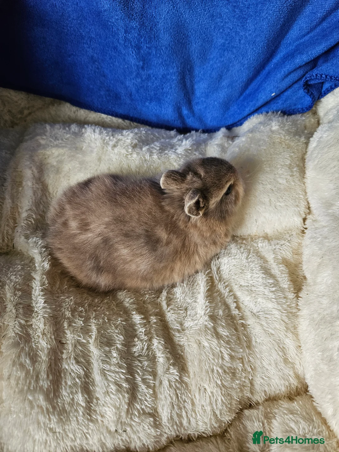 Netherland Dwarf rabbits for sale: Female Netherland Dwarf bunnies  - Advert 19