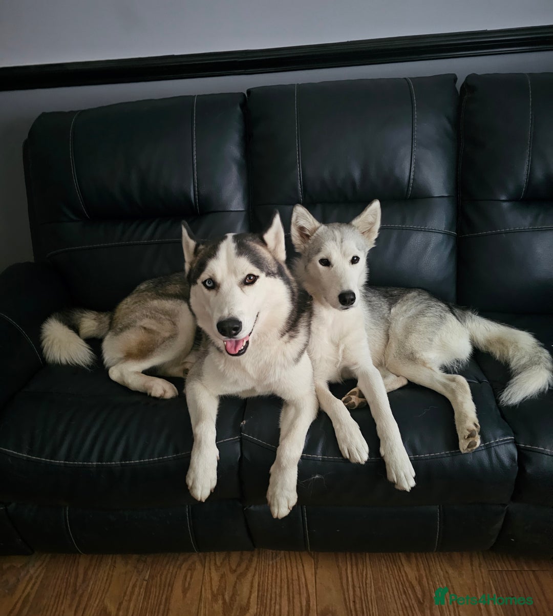 Siberian Husky dogs for sale: 5 beautiful siberian husky fur babies - Advert 21