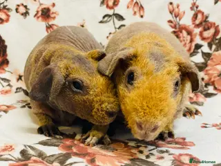 Guinea Pig rodents Stunning pedigree skinny pig pair of boys - Advert 9