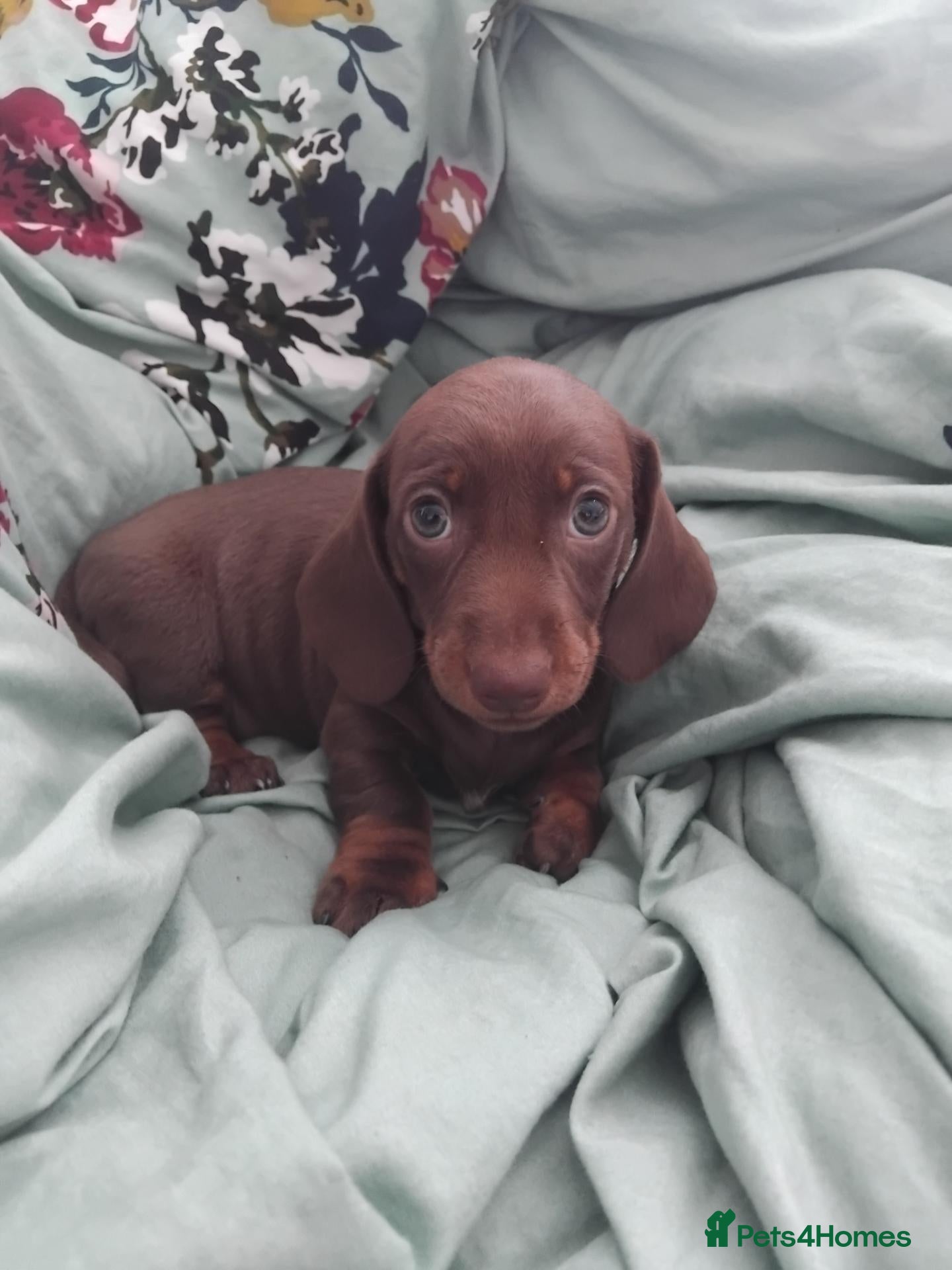 Miniature Dachshund dogs Kc registered miniature dachshund puppies - Advert 1