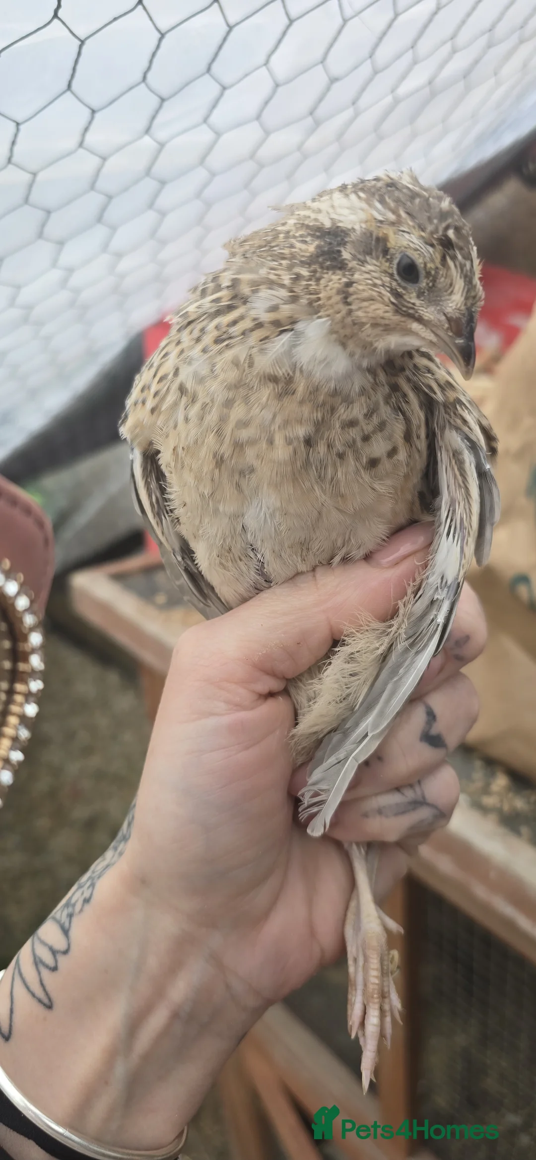 Quail poultry for sale: 3 female POL coturnix available  - Advert 2