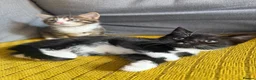 Mixed Breed cats for sale: Friendly kittens  - Advert 9