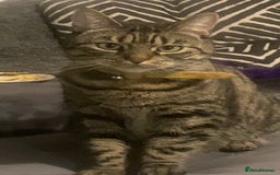 Domestic Shorthair cats for sale: Lola looking for new home  - Image 5