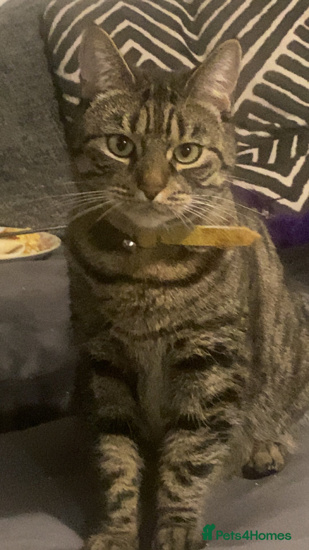 Domestic Shorthair cats for sale: Lola looking for new home  - Image 5
