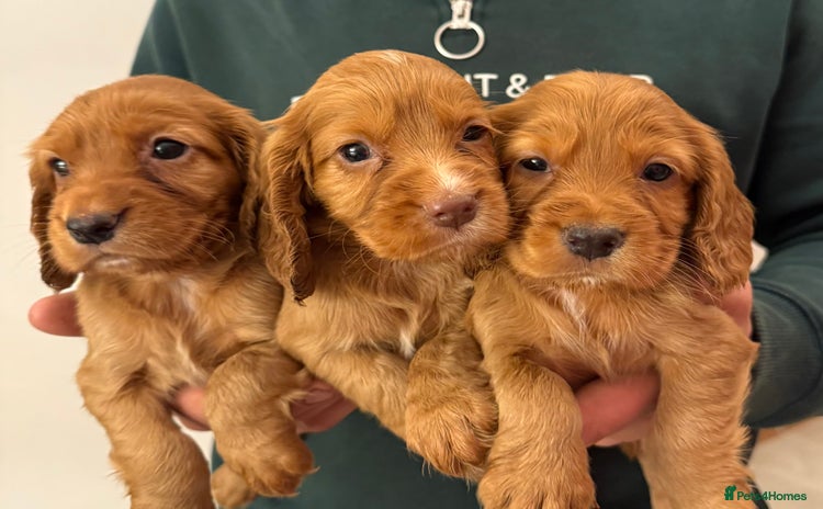Cocker Spaniel dogs - Advert 6