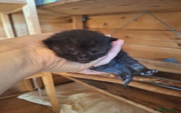 Mixed Breed cats for sale: 6x Mixed breed kittens - Image 6