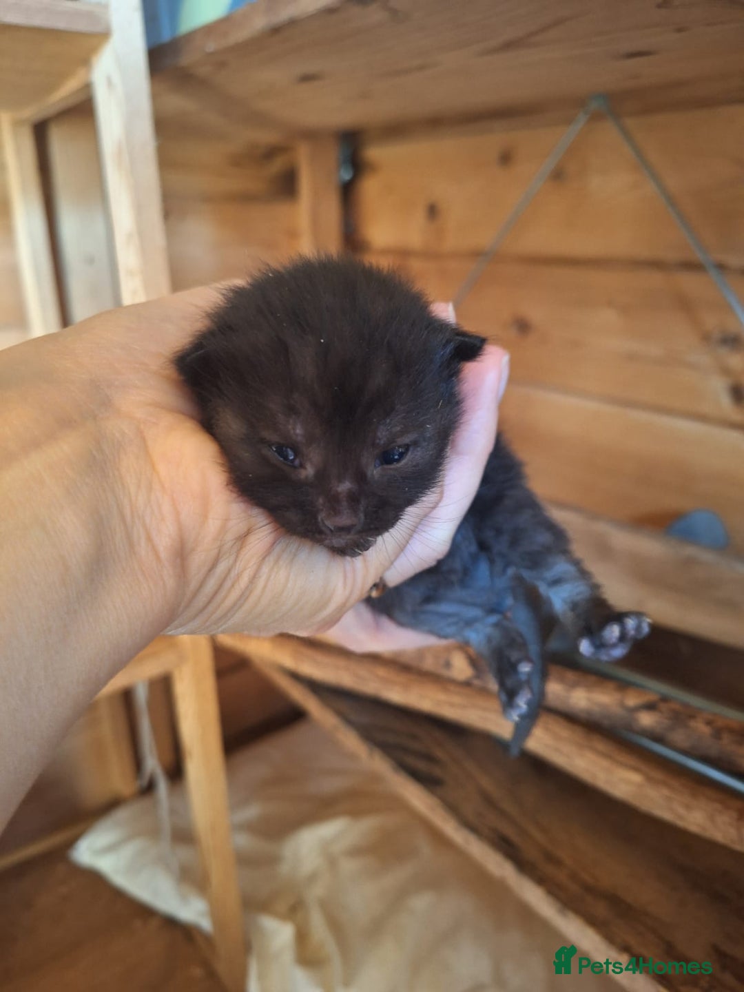 Mixed Breed cats for sale: 6x Mixed breed kittens - Image 6